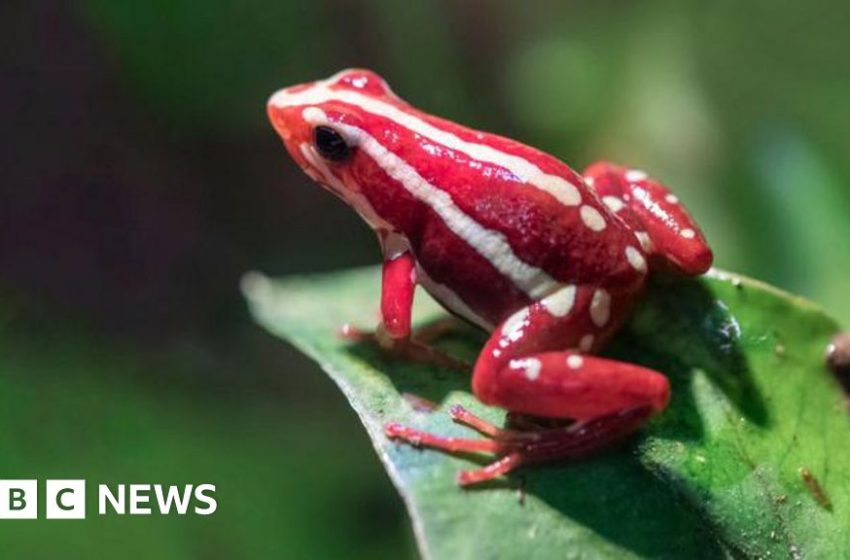  What is the dart frog toxin allegedly used to kill Alexei Navalny? – BBC