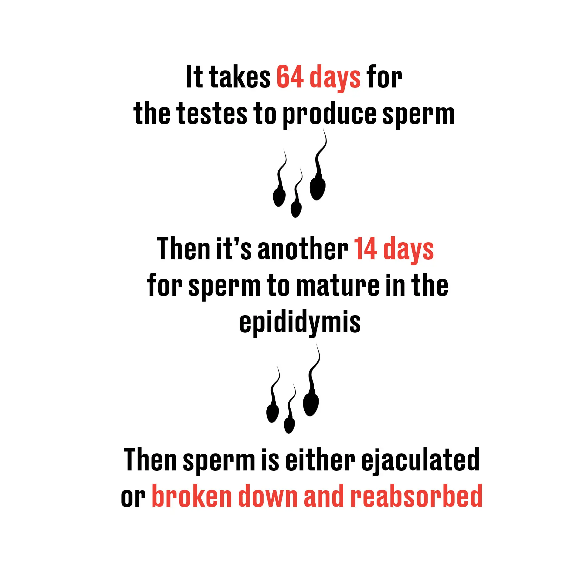 Sperm lives inside the male body about two and a half months (Getty Stock Image/LADbible)