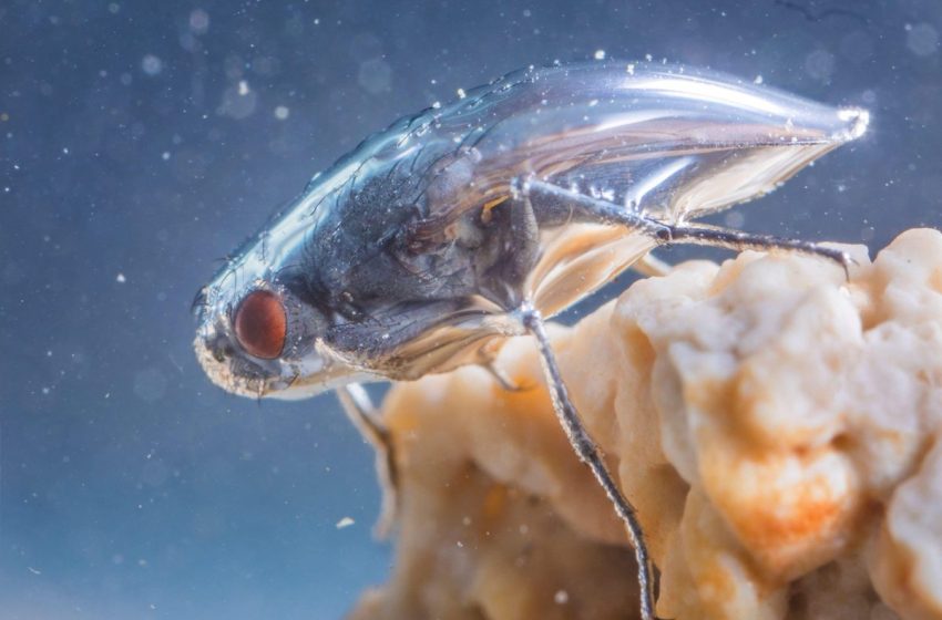  It might look like it’s dressed in an inflatable space suit, but this body armour allows it to survive in a deadly, caustic lake