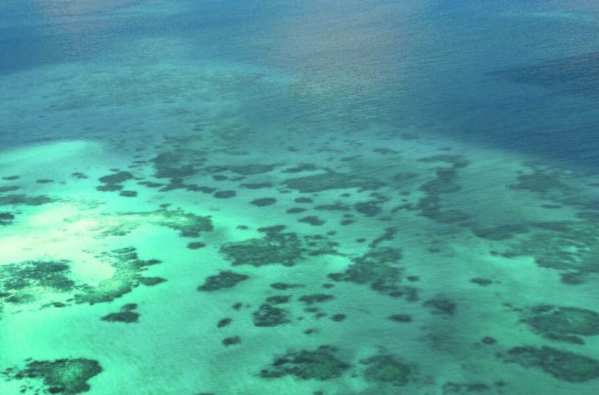  A 512-Million-Year-Old Fossil Site in China Reveals Strange Sea Creatures From an Ancient Underwater World