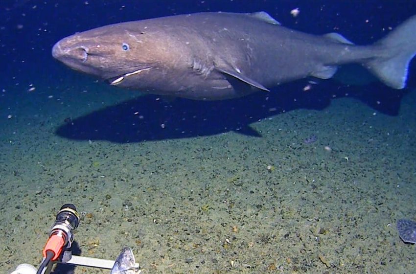  Researchers didn’t think there were sharks in Antarctica waters. Then one was caught on camera.