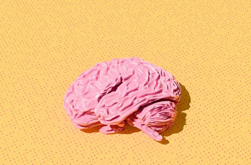  Scientists Found a Protein That Could Keep Your Brain From Growing Old