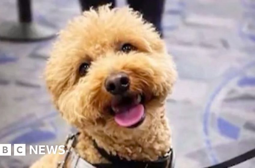  Woman charged over abandoning dog at Las Vegas airport – BBC