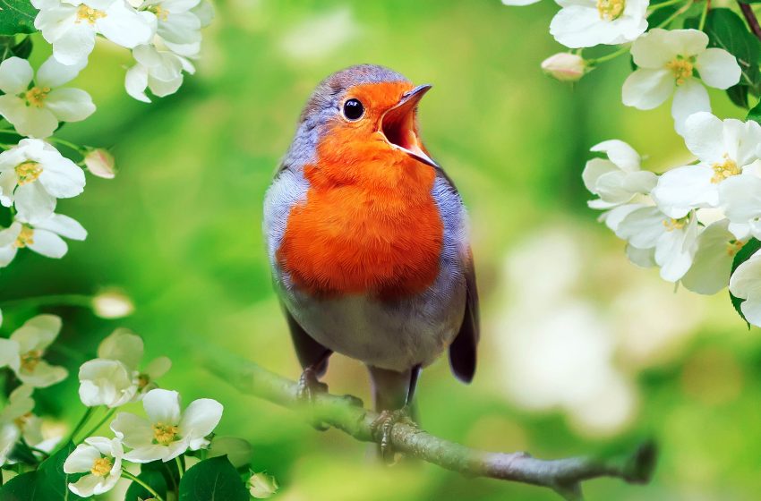  Study learns the real reason why birds sing so intensely at dawn