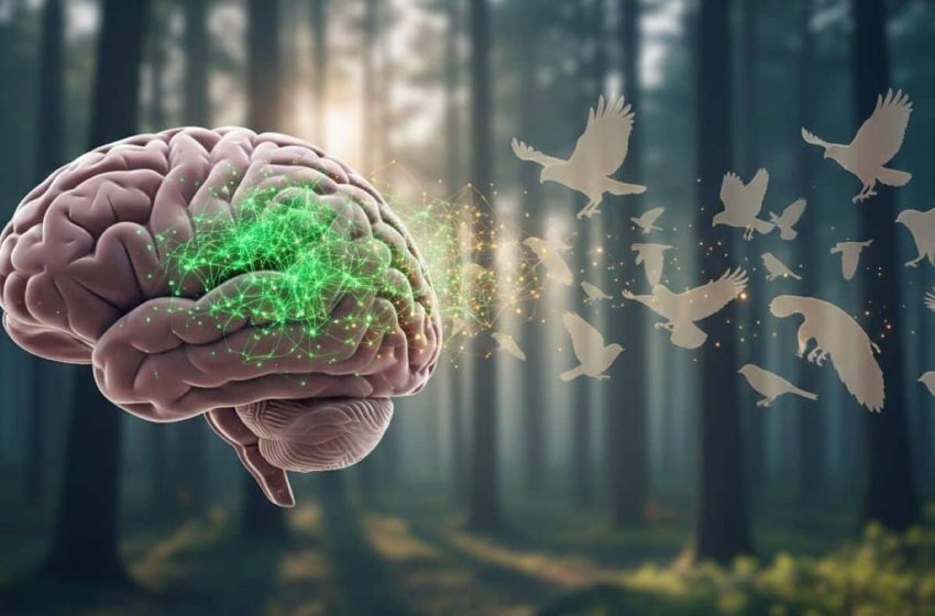  Expertise Protects Against Cognitive Decline