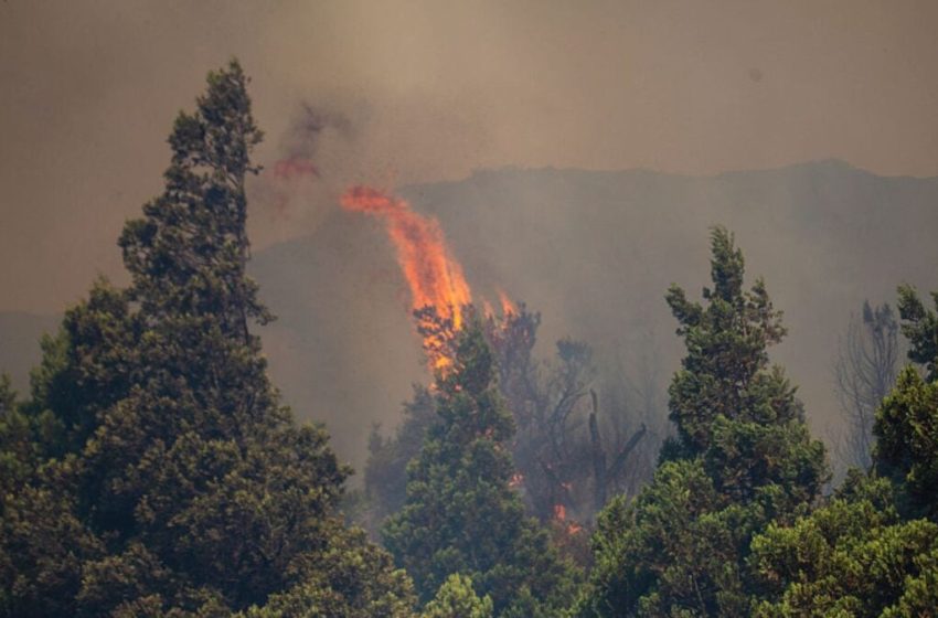  As Patagonia Burns, the World May Lose Some of its Most Ancient Trees