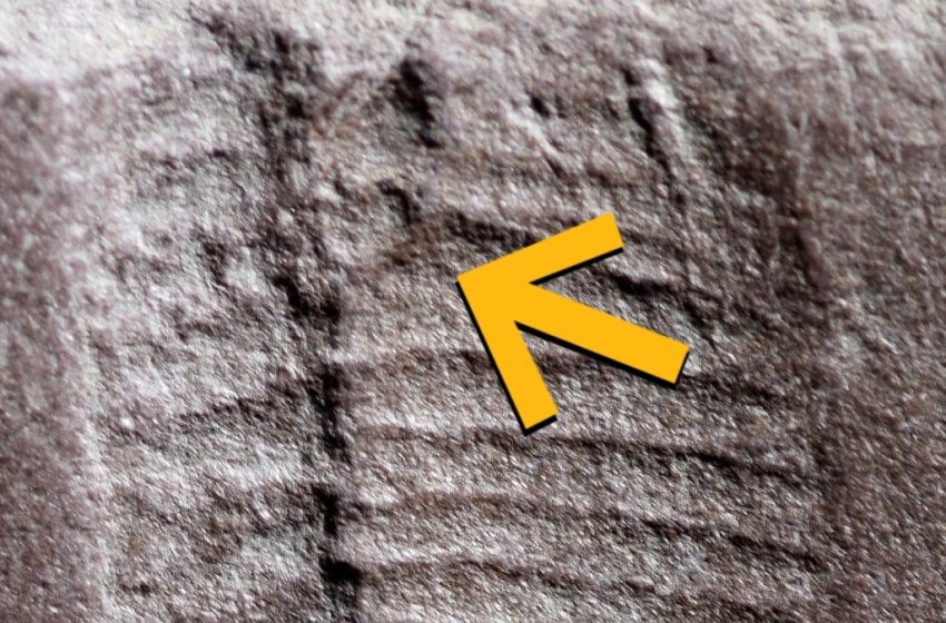  Oldest Fossilized Butthole Found in 290-Million-Year-Old Reptile : ScienceAlert