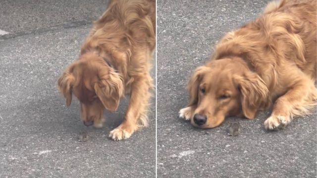  Golden Retriever Goes Viral for Gently Blocking a Mouse’s Path