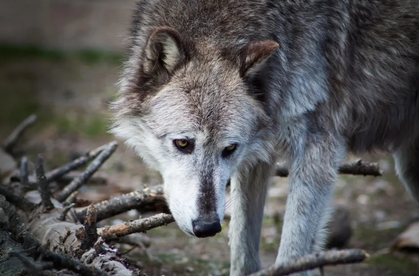  Yellowstone wolves may not have transformed the national park after all