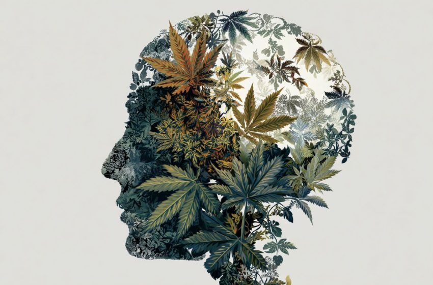  Moderate Cannabis Use May Protect the Aging Brain