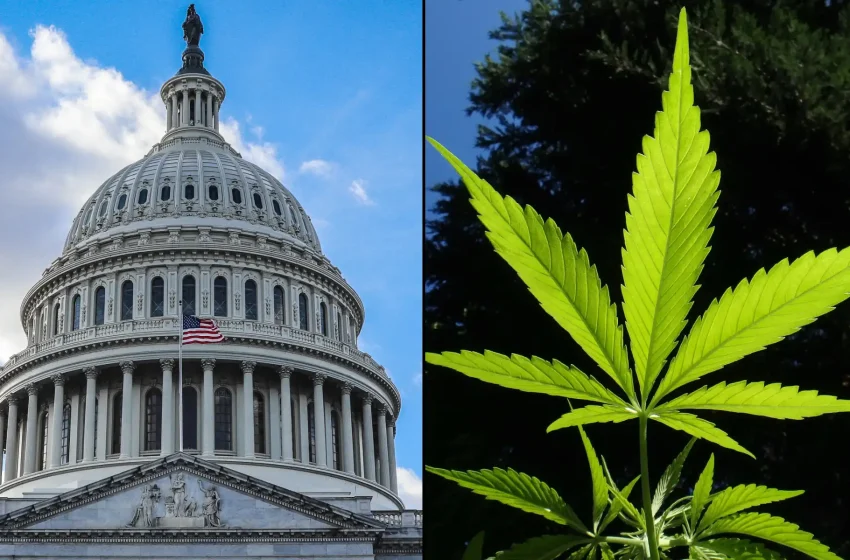  Justice Department ‘Should Take About 20 Years’ To Reschedule Marijuana, GOP Congressman Says