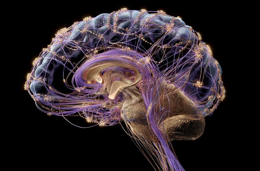  Decoding the Cerebellum’s Secret Role in Human Language