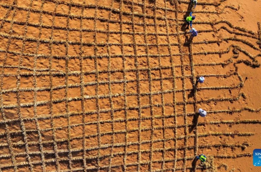  China invention turns desert sand into fertile soil in just 10 months