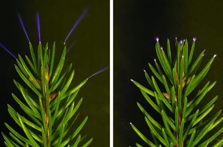  Trees Fire Off Ultraviolet Sparkles During Thunderstorms, Scientists Confirm