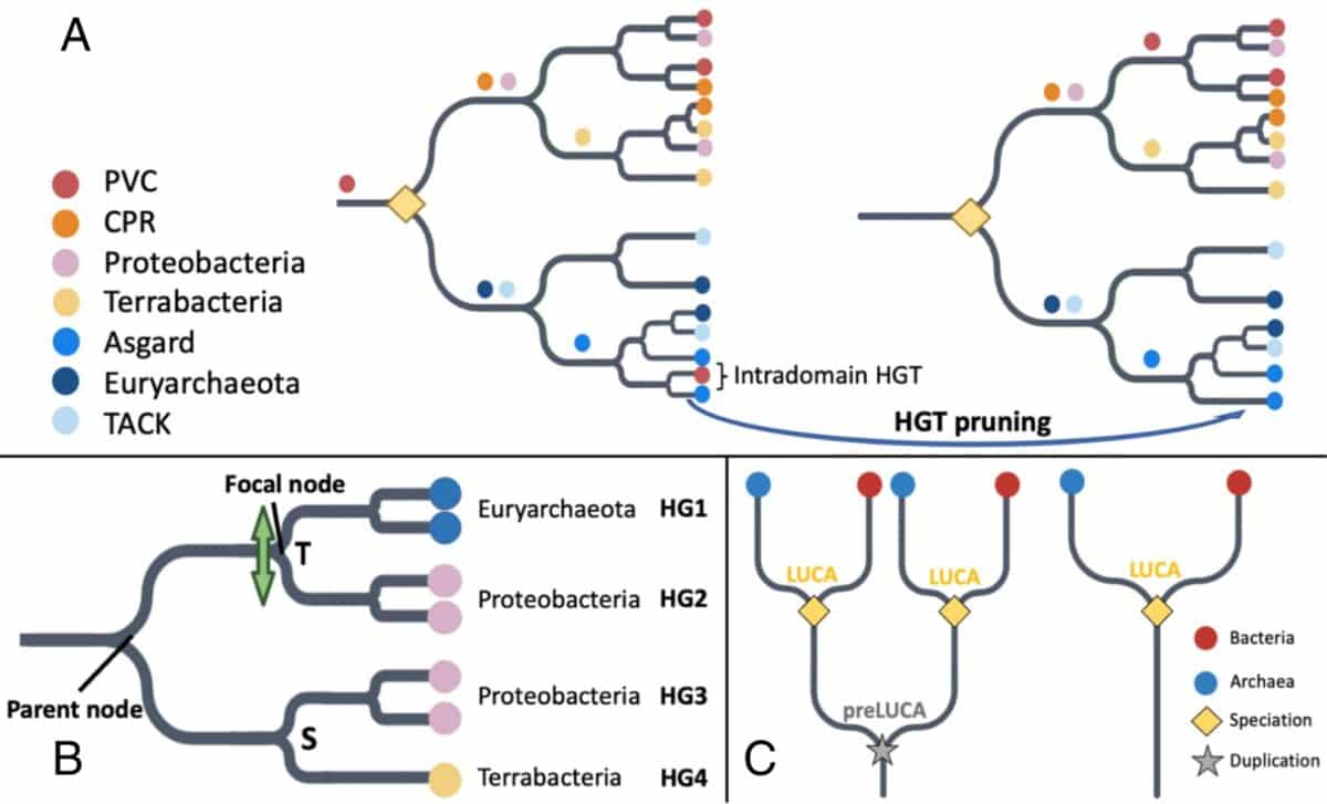 Criteria For (a) Luca Pfam Annotation, (b) Identifying Hgt To Be Filtered, And (c) Pre Luca Pfam Annotation