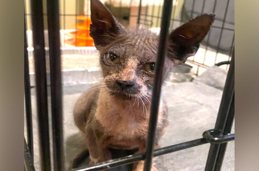  Scruffy ‘Gremlin’ Turns Into A Handsome Tuxedo Boy After A Bit Of TLC