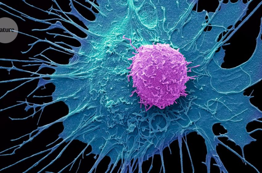  Innovative CAR-T therapy destroys cancer cells without dangerous side effects