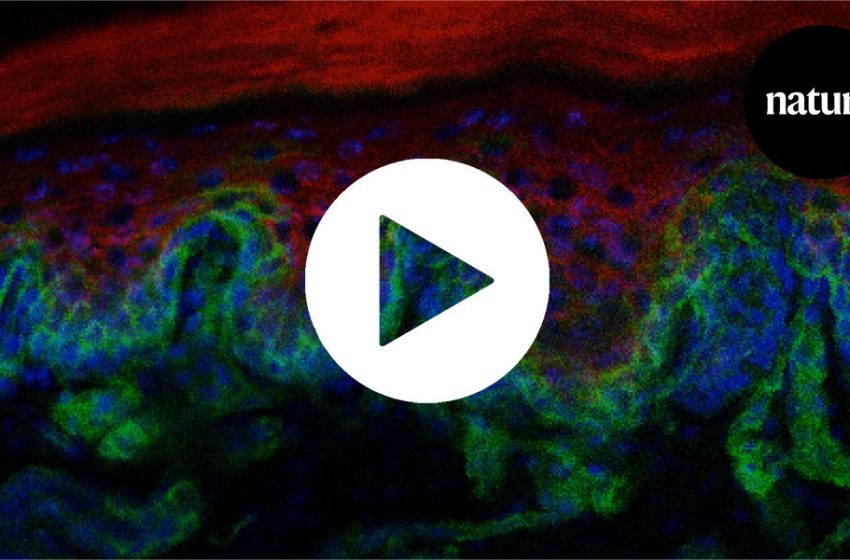  These mysterious ridges could be the secret to younger skin