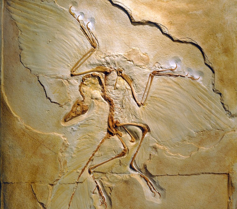 Fossil of Archaeopteryx, a crow-sized flying reptile with feathers.