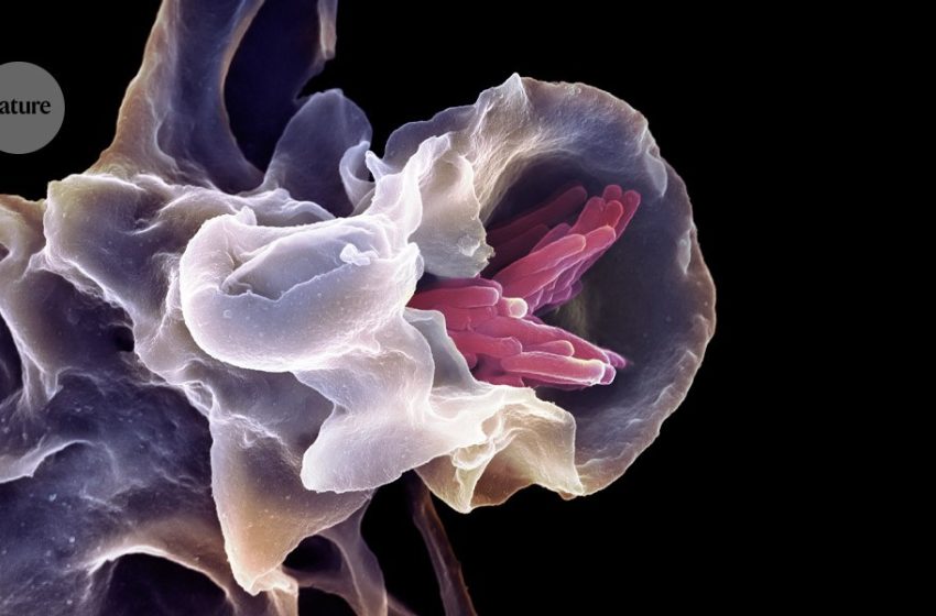  ‘Universal vaccine’ protects mice against multiple pathogens