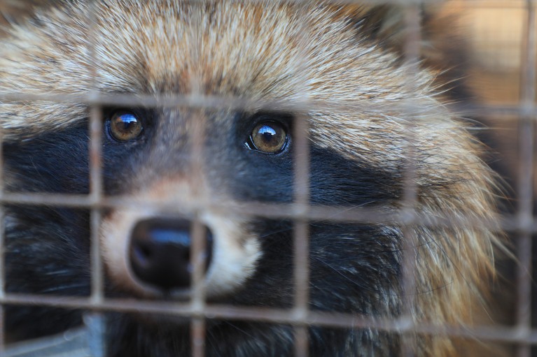A closeup of the face of a raccoon dog in a wire cage.