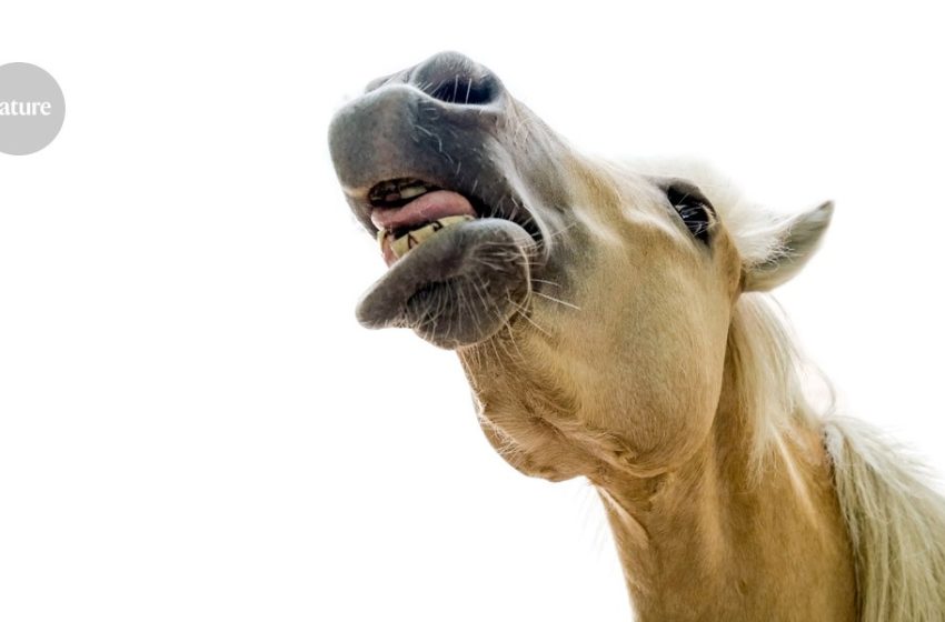  researchers identify two sounds straight from the horse’s mouth