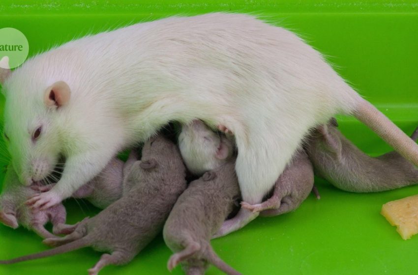  Health effects linger 20 generations after rats are exposed to fungicide