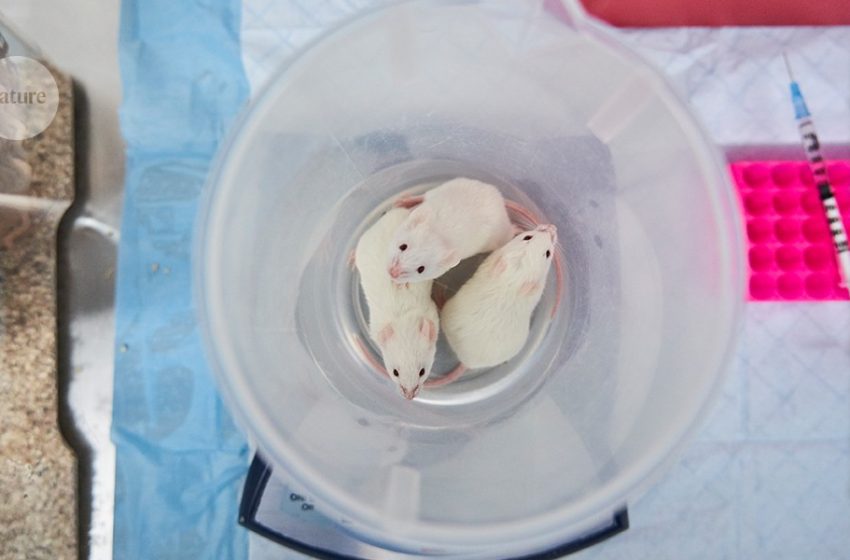  The age of animal experiments is waning. Where will science go next?
