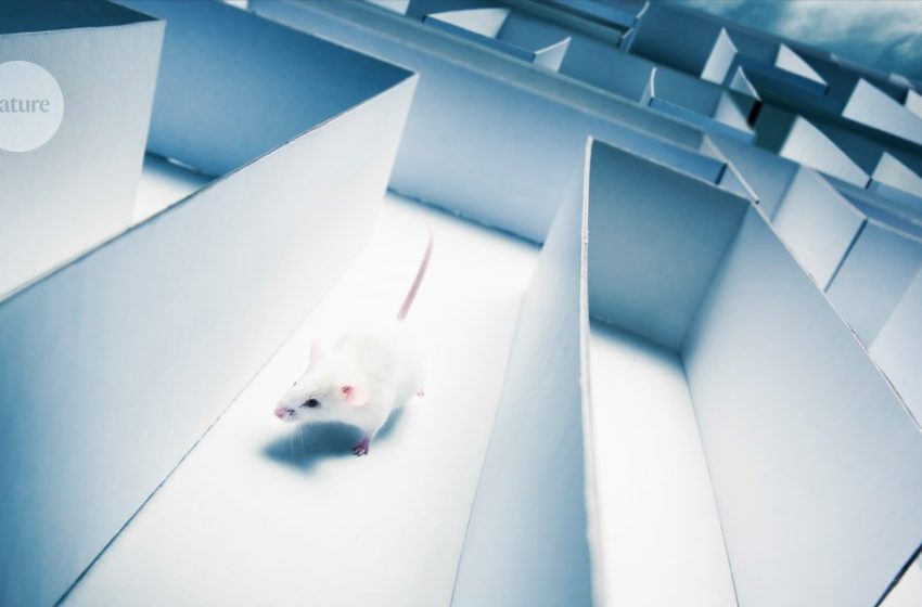  This compound enhances long-term memory of mice — but only in females