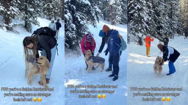  Golden Retriever Ensures Every Stranger Gets a Chance to Pet Him
