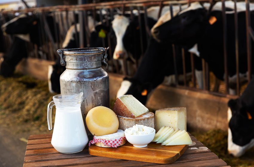  Dairy products are both good and bad for your human health