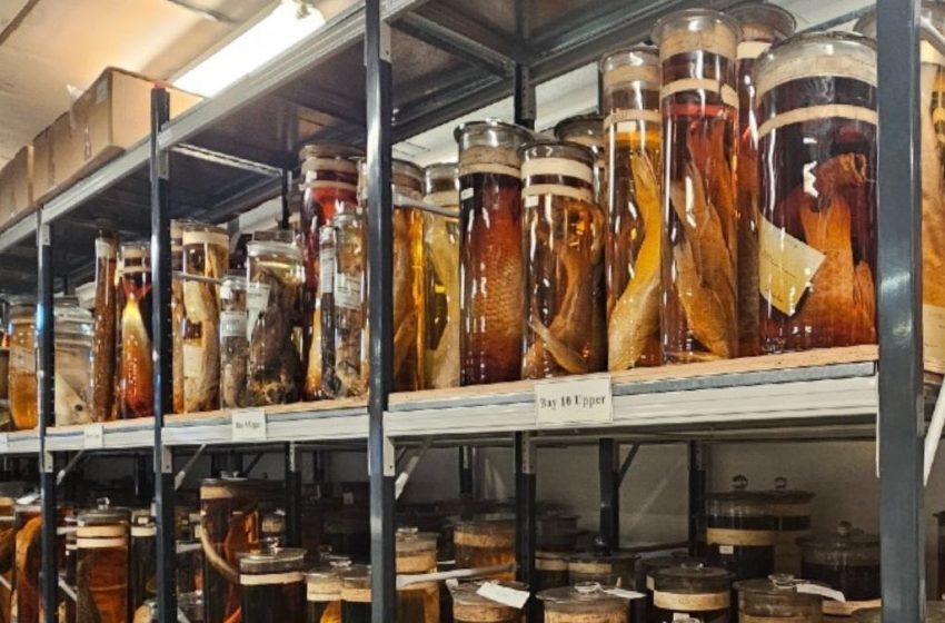 Scientists Fired Lasers at Charles Darwin’s Priceless Specimens. Here’s Why. : ScienceAlert