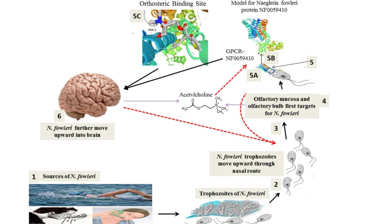 Diagrammatic Representation Of N. Fowleri Pathophysiology