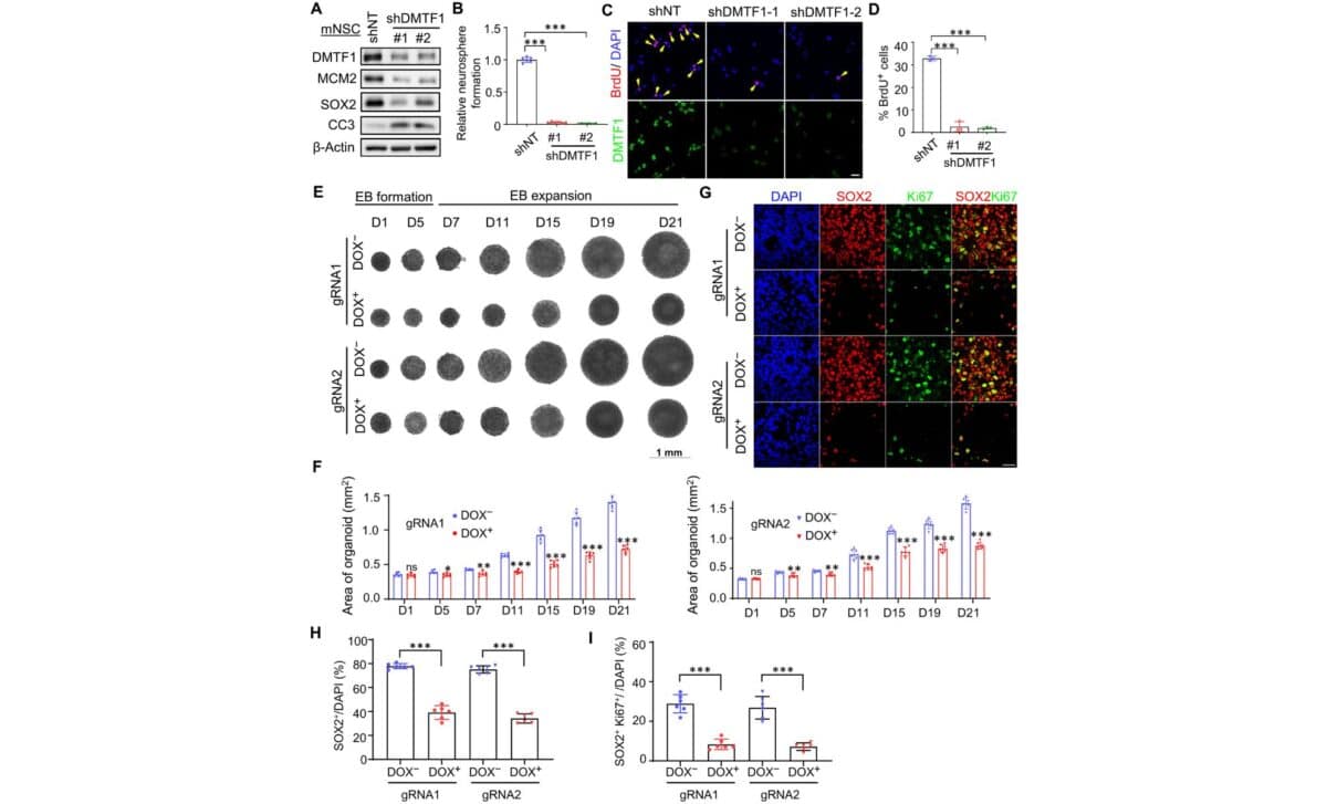 Dmtf1 Loss Drastically Impairs Mouse And Human Nsc Proliferation In Vitro