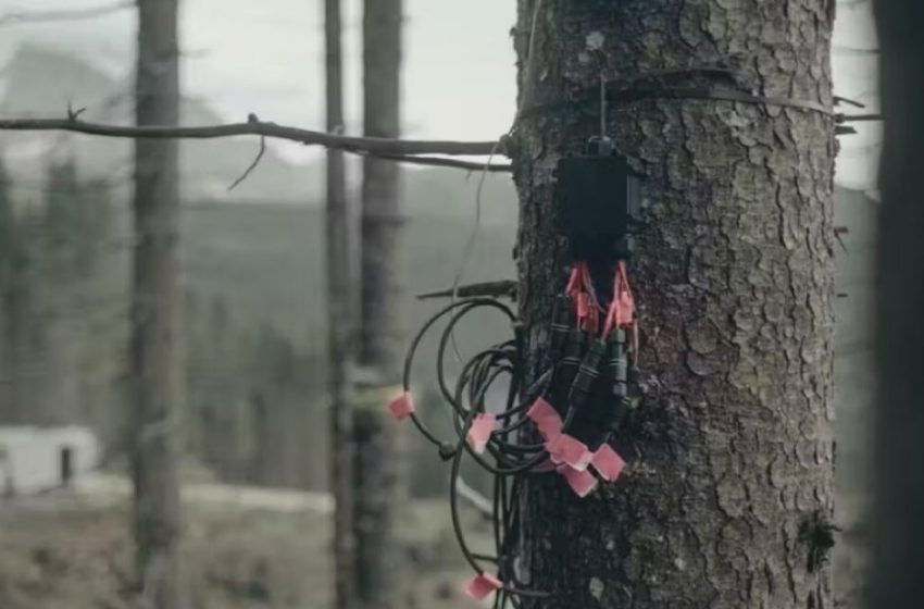  New critique debunks claim that trees can sense a solar eclipse