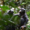 Unlike chimps, bonobos offer hope that maybe we can all get along