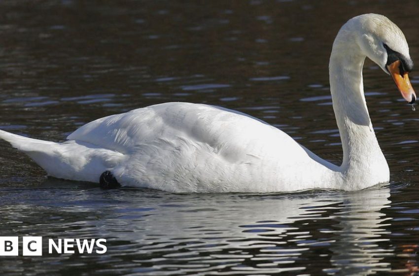  Bird flu fears after dozens of swans found dead – BBC