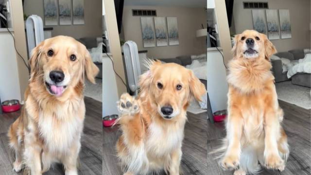  Golden Retriever Loves the Word ‘Grandma’ a Little Too Much