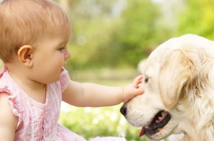  Golden Retriever Puppy’s Bond With Baby Will Melt Your Heart