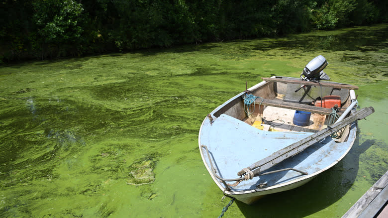 Blue-green algae bloom around a boat