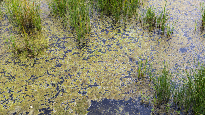 Lake covered in green algal bloom