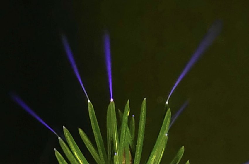  “We’ve Seen Them; We Know They Exist”: Scientists Confirm Elusive Electrical Phenomenon That Evaded Scientists for a Century