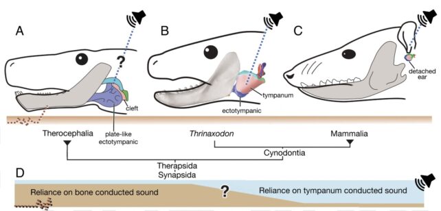 illustrated diagram showing three heads, progressing from therapsid (reliance on bone conducted sound) to thrinaxodon (possibly mixed reliance on tympanic hearing vs bone conducted) to modern mammals, mainly reliant on tympanic hearing.