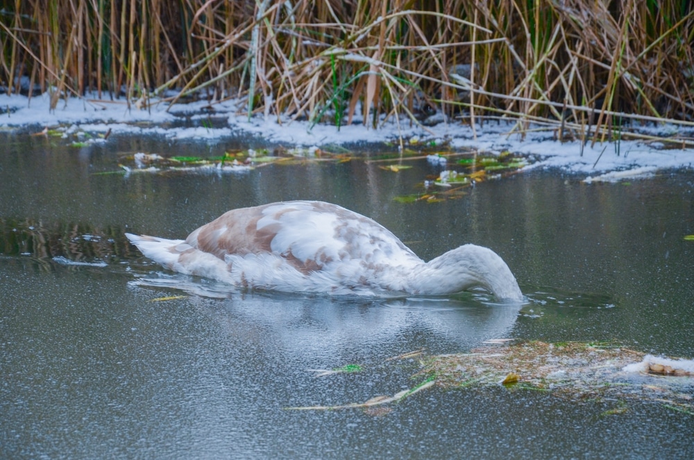 Feeding Waterfowl Creates Congregation Points Where Birds Cluster Tightly, Sharing Respiratory Droplets And Contaminating The Environment With Feces