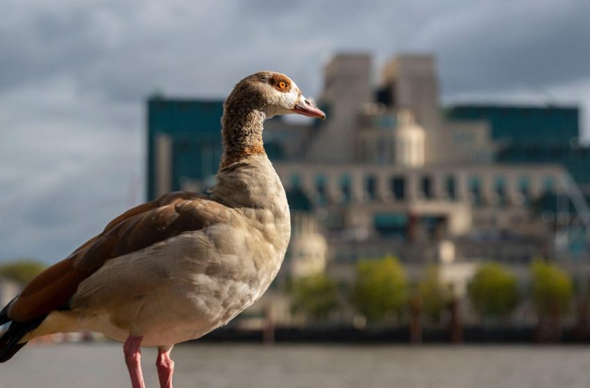  A UK climate security report backed by the intelligence services was quietly buried – a pattern we’ve seen many times before