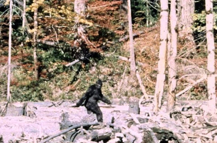  meet the researchers who’ve interviewed 130 Bigfoot hunters