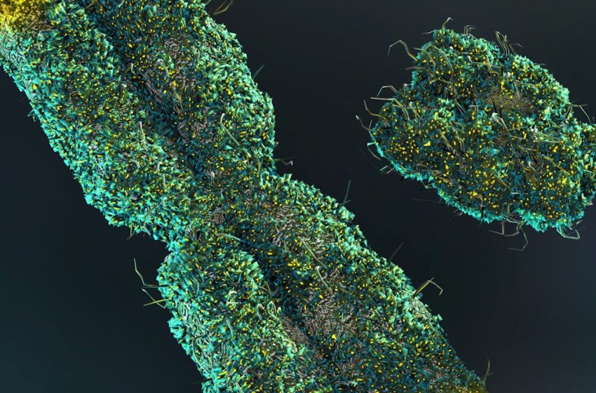  Men lose their Y chromosome as they age. Scientists thought it didn’t matter – but now we’re learning more