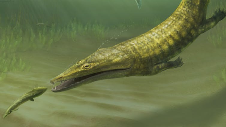 Two green amphibians with long bodies and pointy snouts swimming among seagrass and fish.