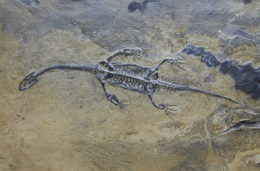  First-Ever Plesiosaur Fossil Found in Algeria, A Major Piece to the Cretaceous Puzzle