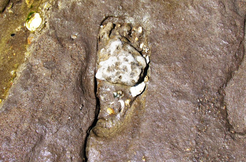  Footprints rewrite the timeline of human arrival in the Americas